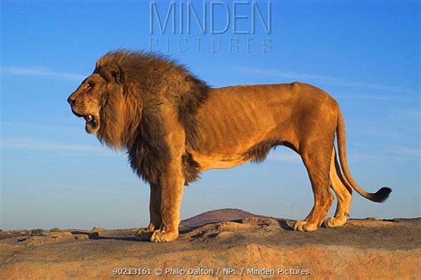 Relaxing and enjoying each other's company. Minden Pictures stock photos - Male African lion profile ...