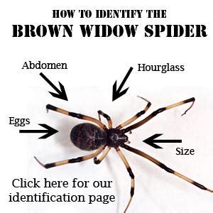 Male black widow spiders do not produce this venomous bite. GLITZY GARDEN DECOR: THE BROWN WIDOW SPIDER LURKS IN SoCAL