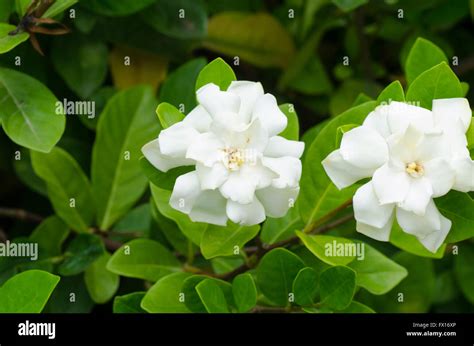 Gardenia Jasminoides Stock Photo Alamy