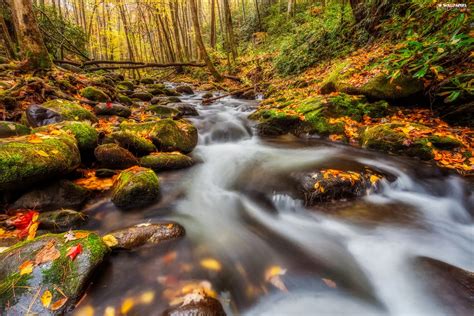Stones Leaf River Autumn Forest For Desktop Wallpapers 2048x1365