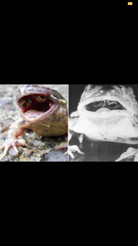 Frog With Eyes In Its Mouth Roddlyterrifying