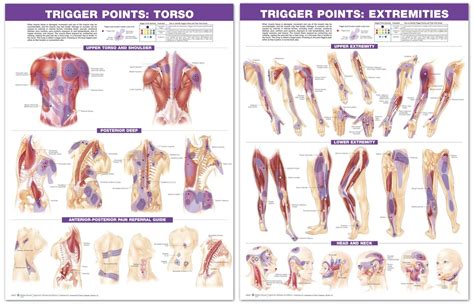 Trigger Point Therapy The Tranquil Table