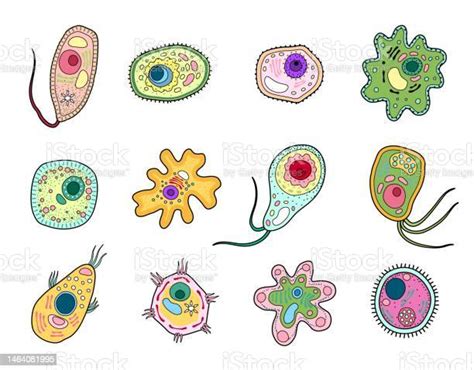 Protista Protozoa Or Amoeba Microorganism Cells Stock Illustration