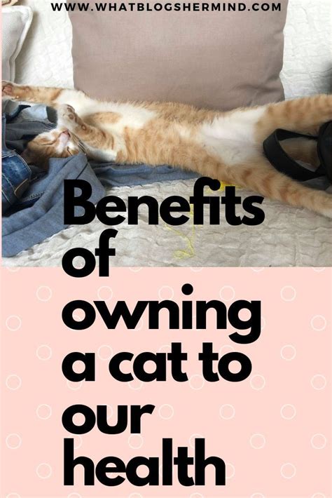 Owning A Cat Has Benefits To Our Health After Getting Interested In