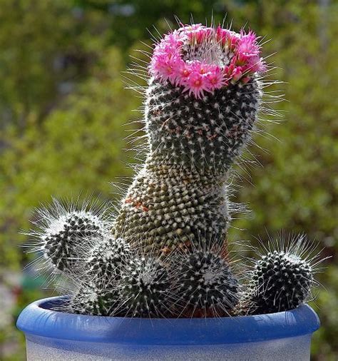 39 Best Flowering Cactus Plants Balcony Garden Web