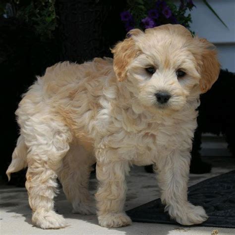 Cadence female 7173 ****click for info & photos, dob: Breeders With Labradoodle Puppies For Sale In Texas
