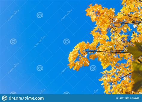 Fall Leaves Background With Free Space For Textautumn Colorful Bright