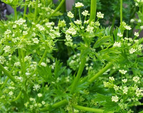 Check spelling or type a new query. GROW FOOD slow food : Parsley - Top Plant