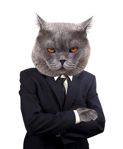 Royalty Free Cat In Suit Pictures Images And Stock Photos Istock
