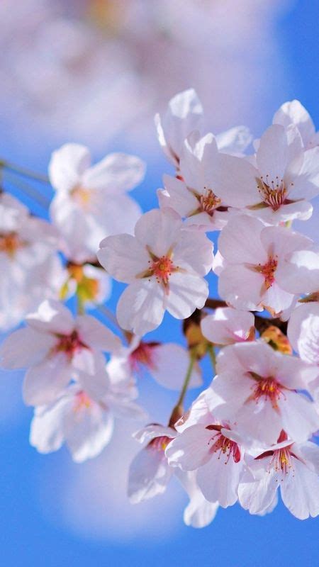 Spring Flowers Beautiful Spring Wallpaper Download Mobcup