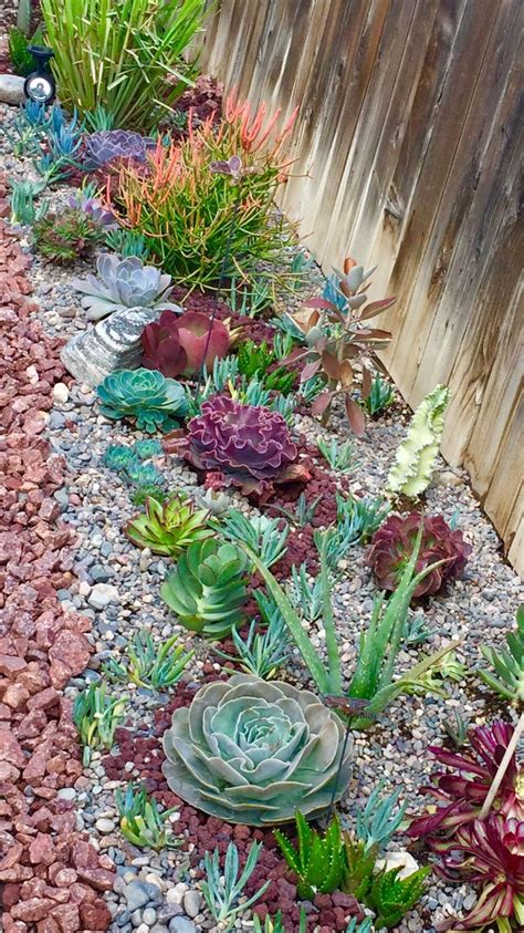 Great Mix Of Succulents For A Low Water Garden In Full Sun