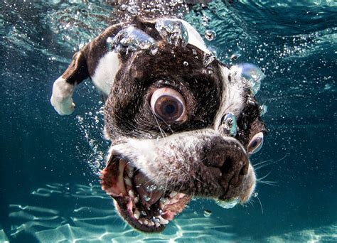 Photographer Captures Hilarious Images Of Dogs While Theyre Diving