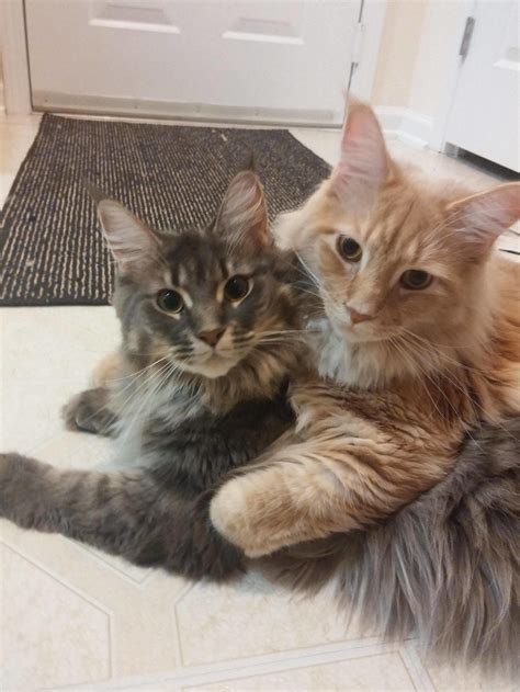 17 Pics Of Maine Coon That Might Literally Kill Me If I Look At Them ...