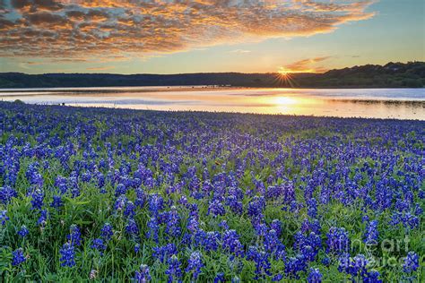 Morning Glow Over Bluebonnets Texas Bluebonnet Wildflower Landscape