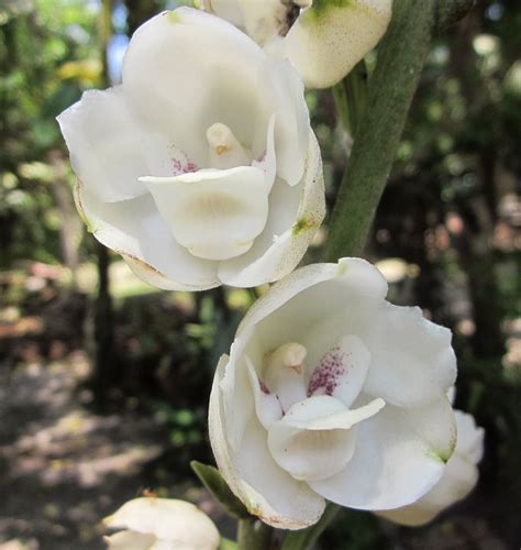 Leelas Hobbies Dove Orchid
