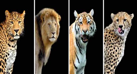 एक ही फैमिली से हैं लेकिन एक नहीं हैं शेर बाघ तेंदुआ और चीता ऐसे दूर करें कन्फ्यूजन Know