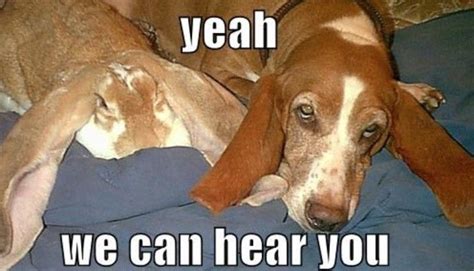 14 Of The Best Basset Hound Memes Funny Dog Captions Funny Dog