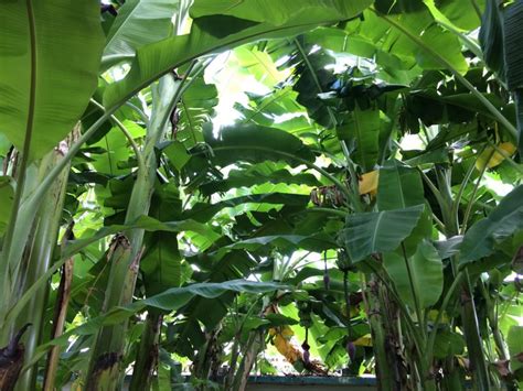 Bananas At Wildane Banana Varieties And Tropical Fruit Trees