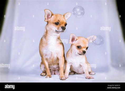 Fawn And White Chihuahua