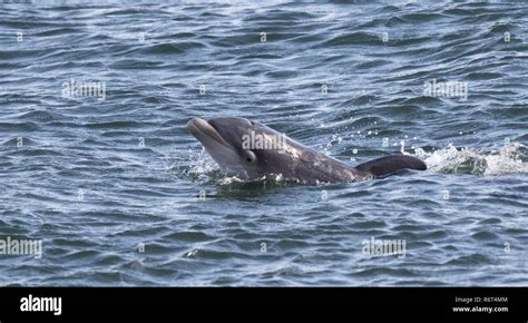 Bottlenose Dolphin Newborn Calf Stock Photo Alamy