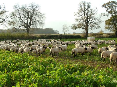However, when to harvest turnips green is dependent on your preference. Early sowing pays off for stubble turnips | Agricultural ...