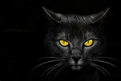 Black Cat Eyes Wallpaper 69 Images