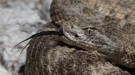 Genetic Research On Highly Venomous Tiger Rattlesnakes Breaks New Ground Clemson News