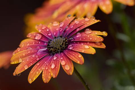 무료 이미지 꽃들 아침 자연미 자연 예술 화려한 꽃잎 노랑 하락 수분 Colorfulness 식물학 꽃
