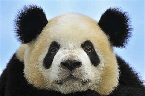 The Un Cuddly Truth About Pandas Panda Panda Bear Bear