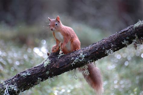 The back and sides of similar species: Wild Scotland wildlife and adventure tourism | Mammals ...