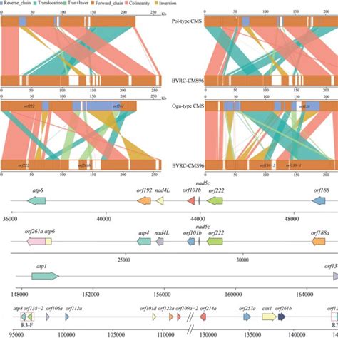 structural variations in sequenced mitochondrial genomes from b rapa download scientific