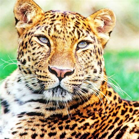 Der Amur Leopard Die Letzten Hundert Wwf Österreich
