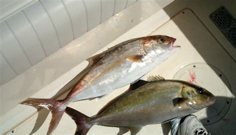 Lesser Or Greater Amberjack Pensacola Fishing Forum