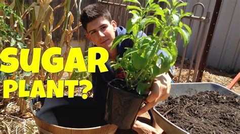 How To Grow Stevia Plants In Containers Youtube