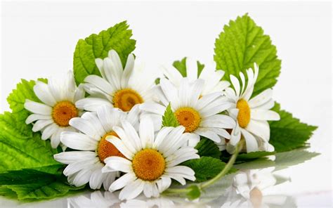 White Gerbera Daisy Flower Photography Hd Pictures Wallpapers