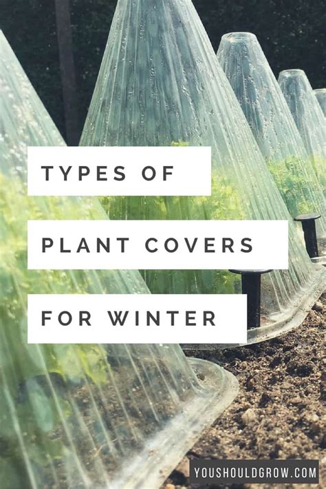 Protect garden vegetables from frost. How To Protect Plants From Frost | You Should Grow