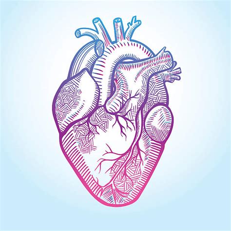 Illustrations Of Human Heart Vector Art And Graphics Istock Dibujo