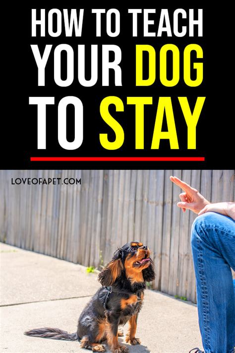 How To Teach Your Dog To Stay A Simple Step By Step Guide Love Of A Pet