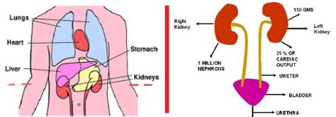 Kidney And Its Functions Kidney Failure Disease