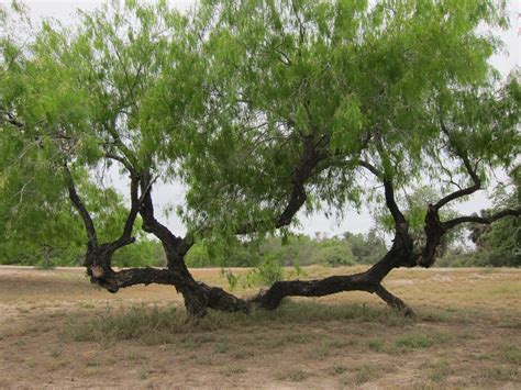 Central Texas Mesquite Trees Ariel Chesser