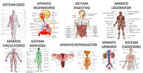 ¿cuántos órganos Tiene El Cuerpo Humano Como Funciona Que