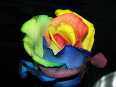 How To Make Rainbow Roses Rainbow Roses Rose Flowers