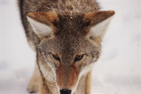 Mammals: Omnivores | Let's Talk Science
