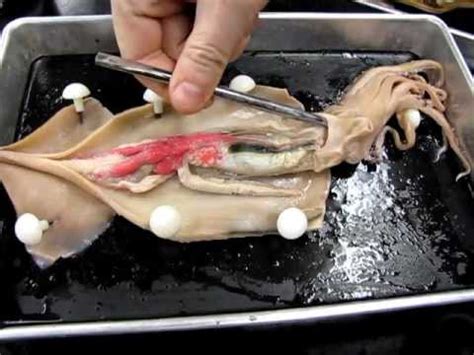 Squid Anatomy - YouTube