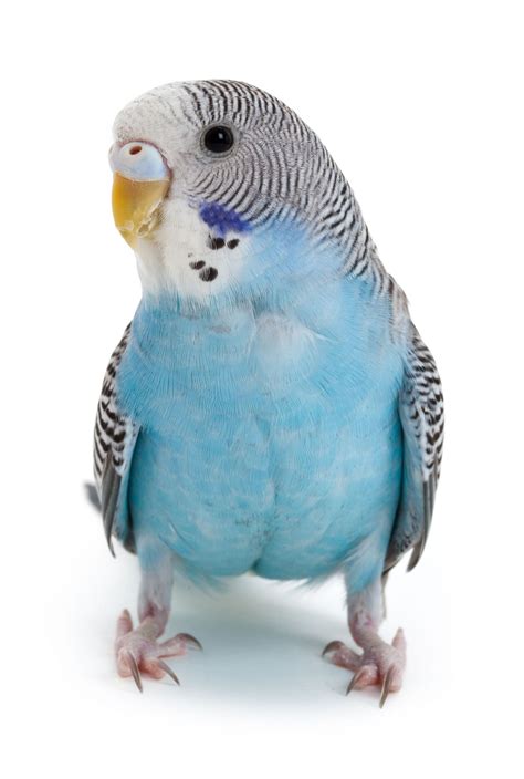 Parakeets Pictures And Videos Pet Birds Budgies