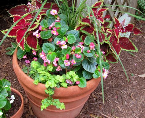 Initially, begonia was grown only in closed greenhouses, and. coleus, begonias and creeping jenny in pot | Creeping ...