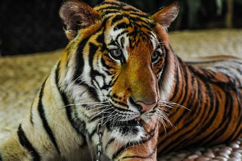 Tiger Big Cat Free Photo On Pixabay Pixabay