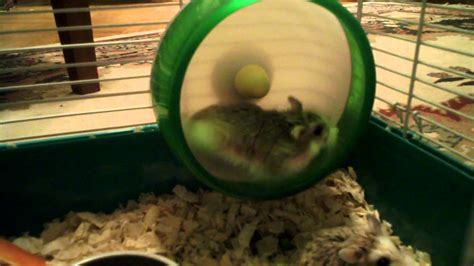 Robo Dwarf Hamsters Going Crazy Over Their Wheel Youtube