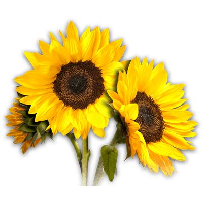 Free Free 258 Clipart Sunflower Png Transparent SVG PNG EPS DXF File