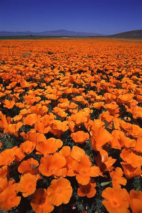 2000 008a Californian Poppy Field In Lancaster Ca Ken Kasuga Flickr